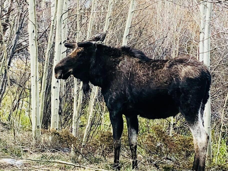 Boulder Best City And Nature With Lake And Trails Pets Ok Buitenkant foto
